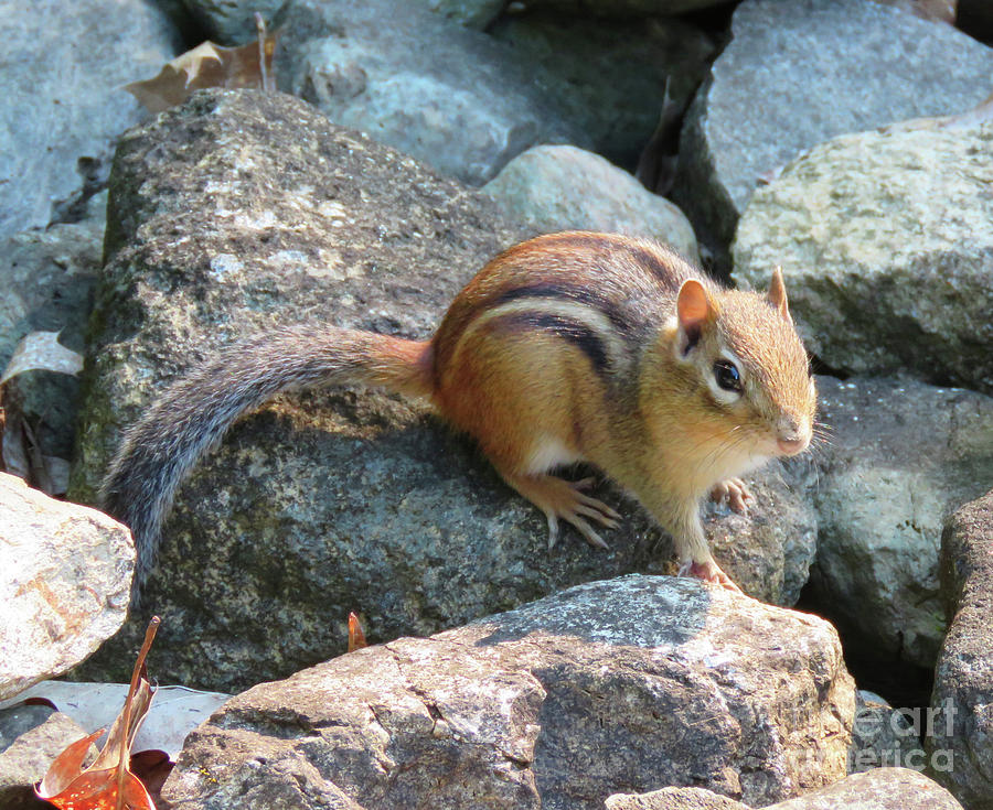 Chipmunks Are Great Listeners. The Victory Garden Collection. Photograph by Amy E Fraser