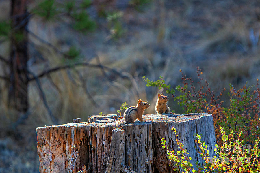 Chipmunks, Forest, Nature, Prints, Photograph by David Millenheft