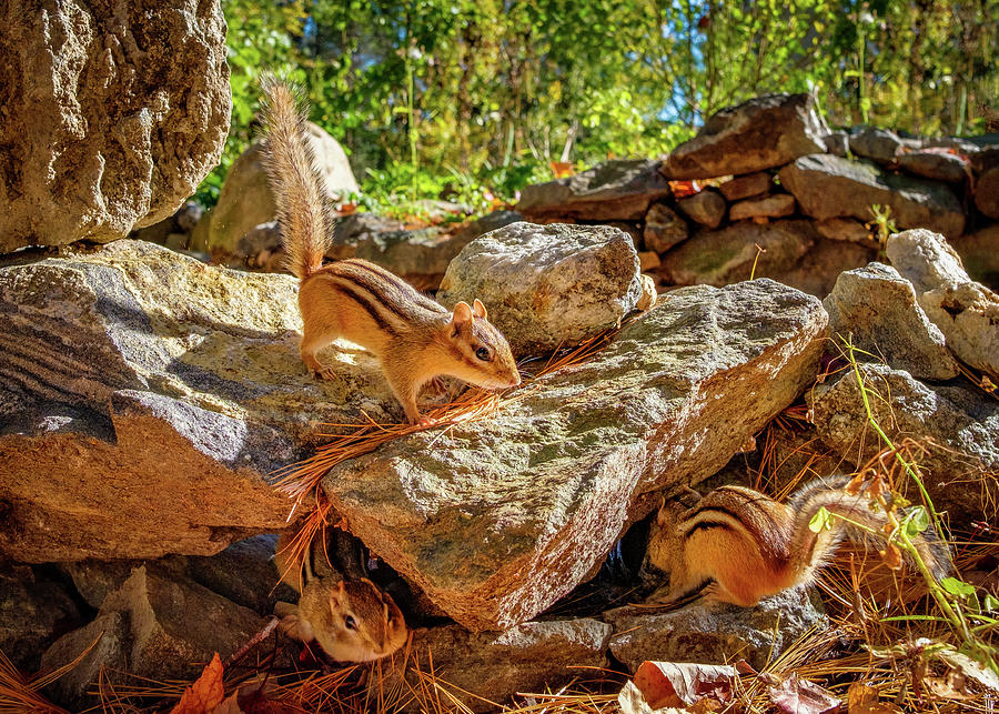 Chipmunks on the rocks Photograph by Bob Orsillo