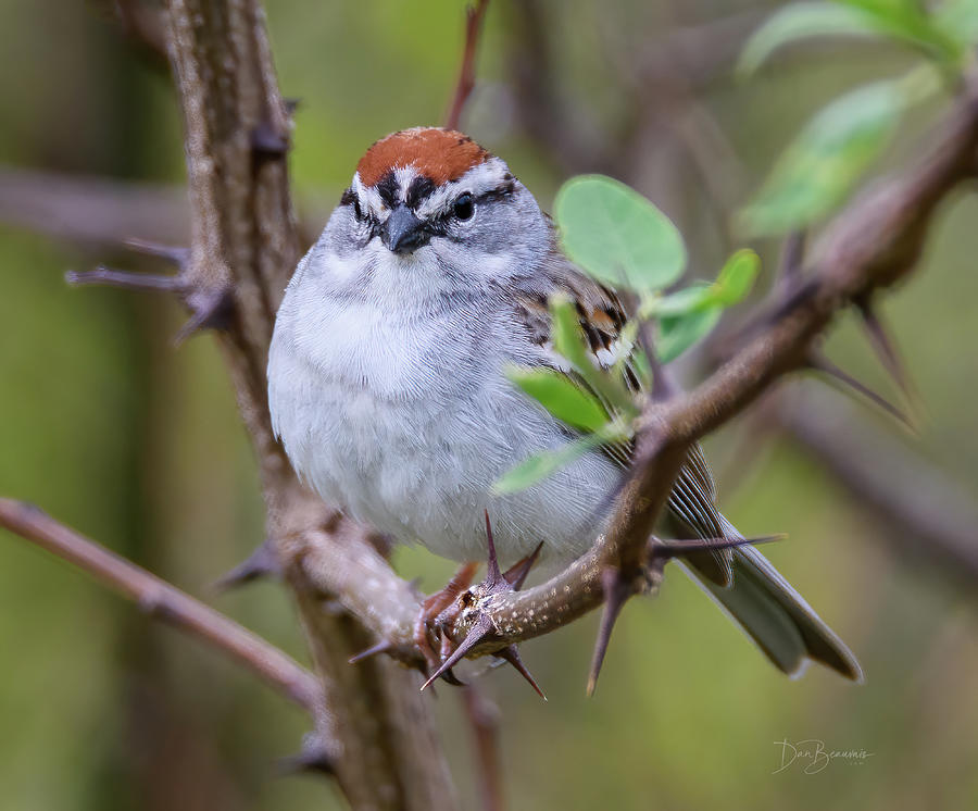 Chipping Sparrow #3071 Photograph by Dan Beauvais
