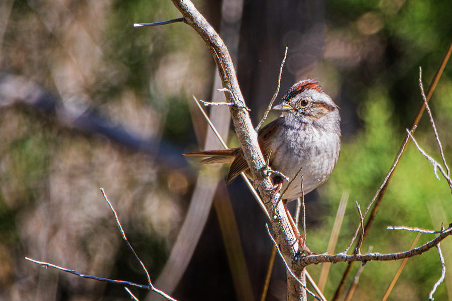 Chipping Sparrow Along the Boathouse Creek Trail Photograph by Bob Decker