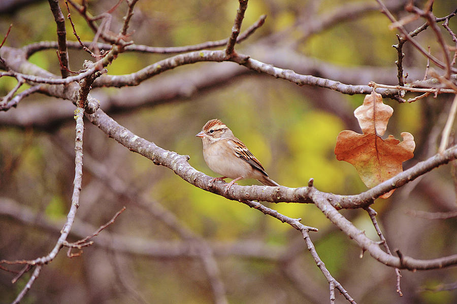 Chipping Sparrow And Mohawk Photograph