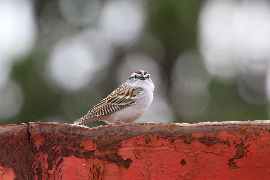 Chipping Sparrow Calverton New York Photograph by Bob Savage