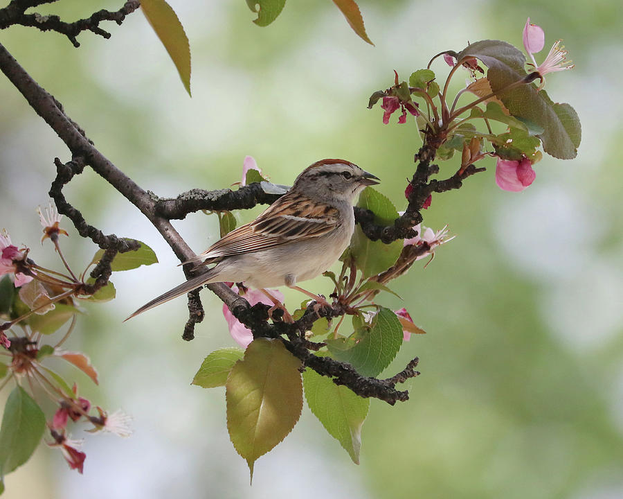 Chipping Sparrow in Apple Tree Photograph by Doris Potter