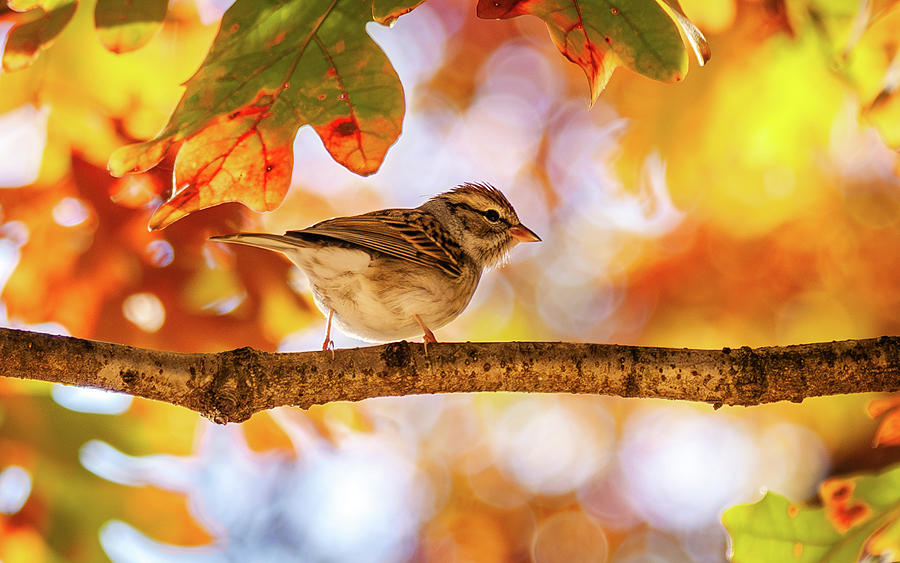 Chipping Sparrow in Fall Photograph by Rachel Morrison