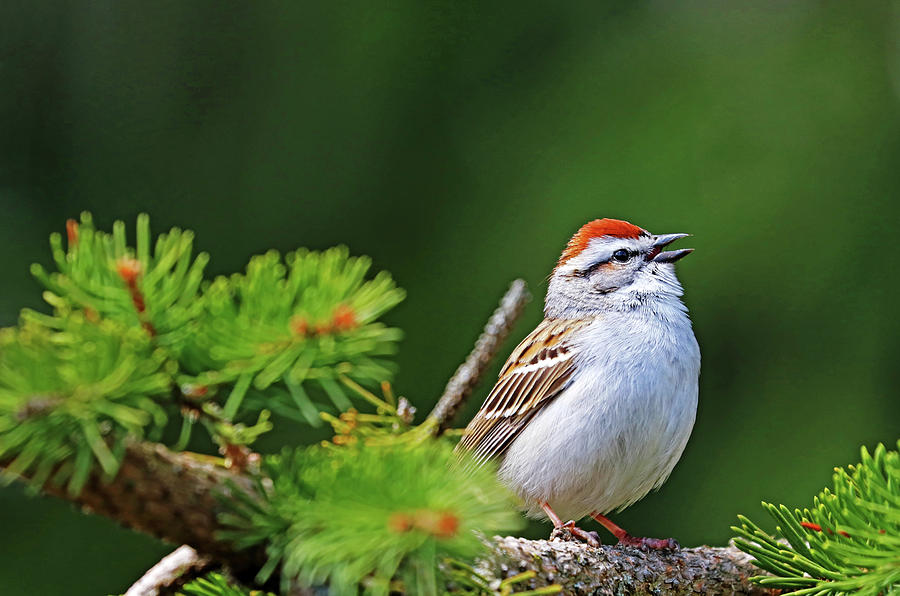 Chipping Sparrow In Song Photograph by Debbie Oppermann