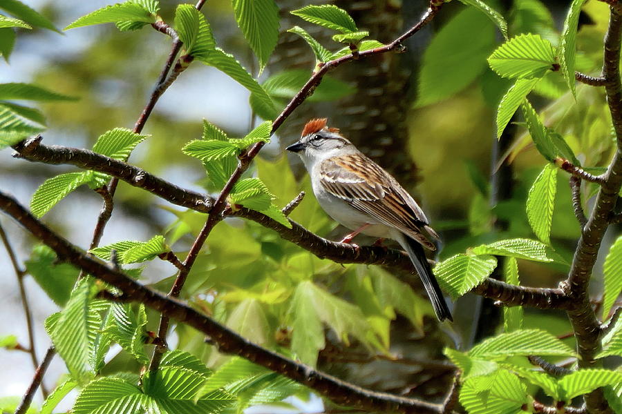 Chipping Sparrow in Spring Photograph by Lyuba Filatova