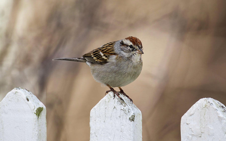 Chipping Sparrow in Winter Photograph by Rachel Morrison