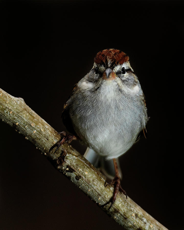 Sparrow Photograph - Chipping Sparrow by Jason Walthall