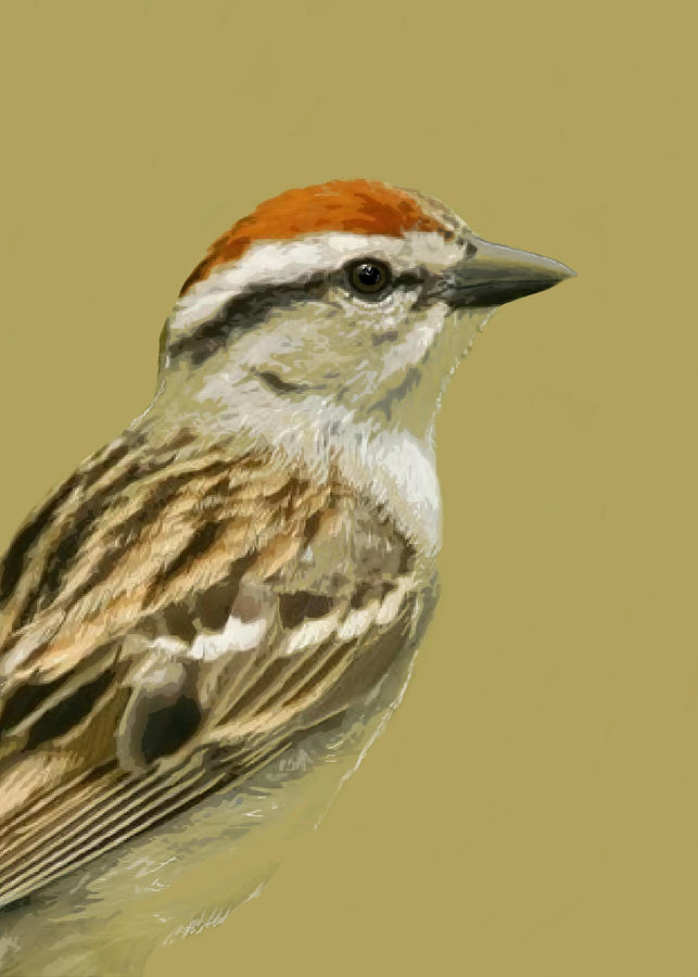 Chipping Sparrow Painting by Judy Cuddehe