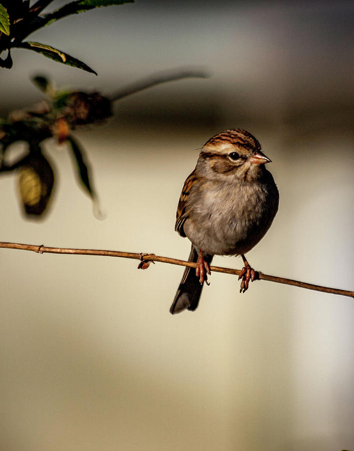 Chipping Sparrow Photograph by Ken Frischkorn