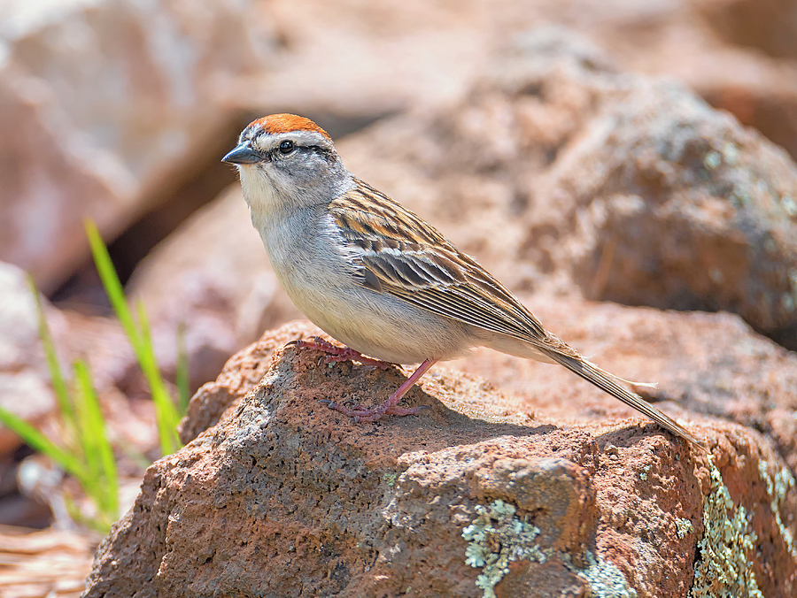 Chipping Sparrow Photograph - Chipping Sparrow by Loree Johnson
