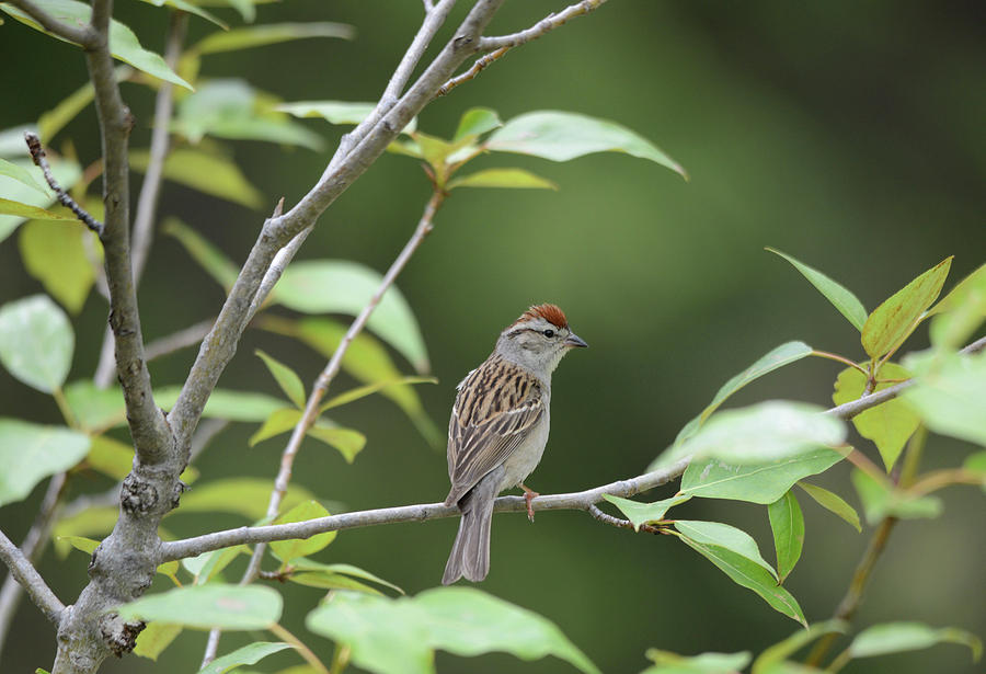 Sparrow Photograph - Chipping Sparrow on Branch by Whispering Peaks Photography