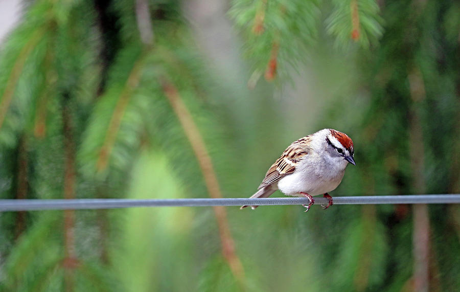 Chipping Sparrow On The Line Photograph by Debbie Oppermann