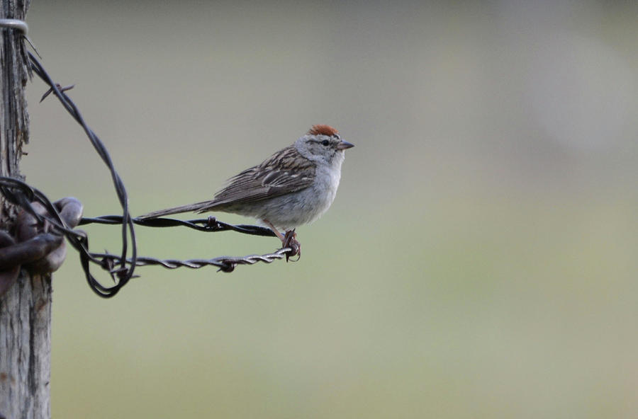 Chipping Sparrow On The Ranch Photograph