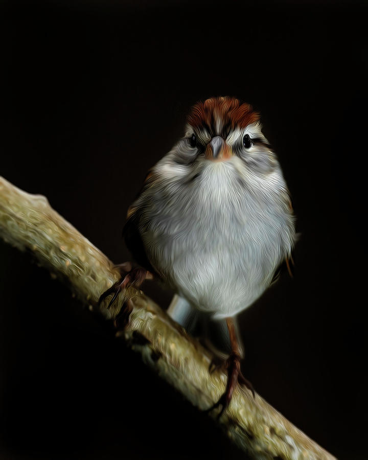 Sparrow Digital Art - Chipping Sparrow Painting by Jason Walthall