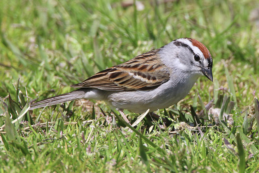 Chipping Sparrow Stony Brook New York Photograph by Bob Savage