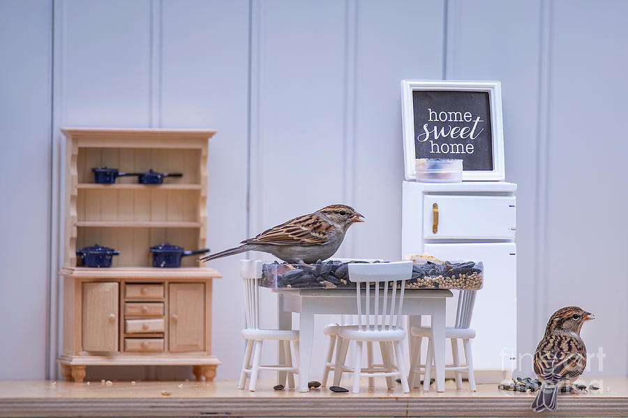 Chipping Sparrows Enjoy a Snack in the Kitchen Photograph by Bonnie Barry