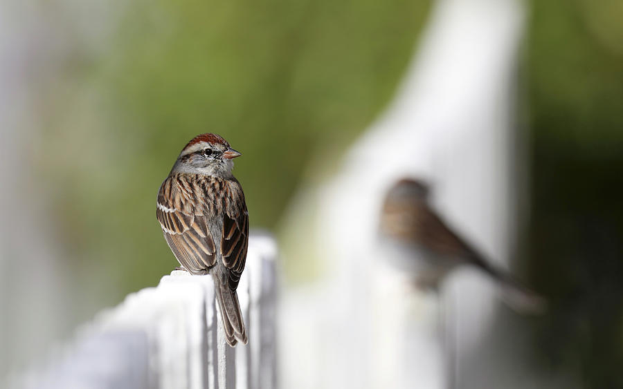 Chipping Sparrows on a Fence Photograph by Rachel Morrison