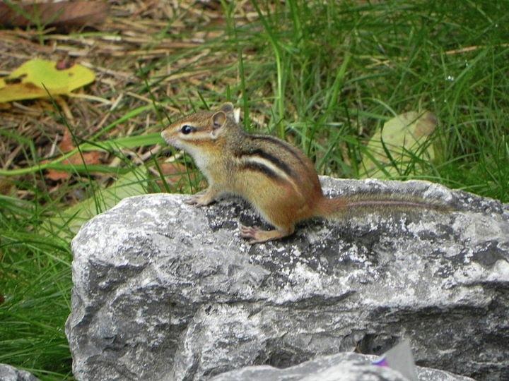 Chippy Photograph by Barbara Ladabouch - Fine Art America