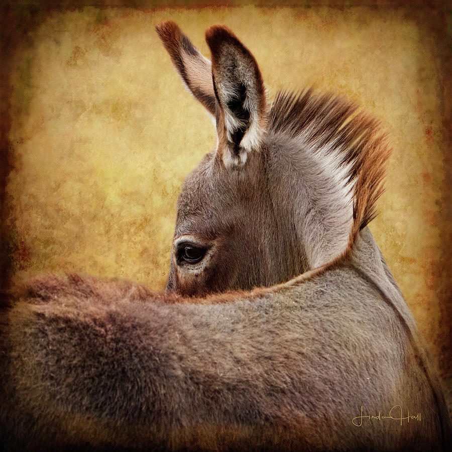 Donkey Digital Art - Chiquita by Linda Lee Hall