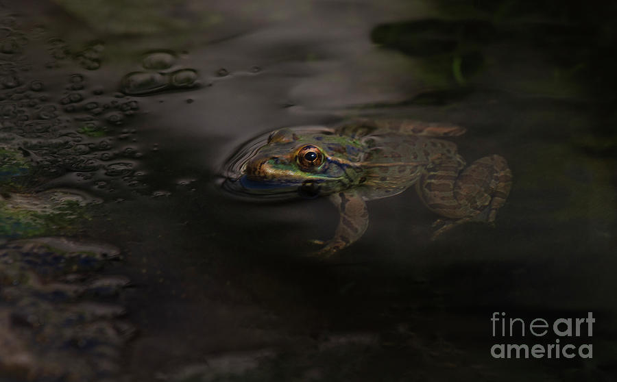  Chiricahua Leopard Frog Photograph by Ruth Jolly