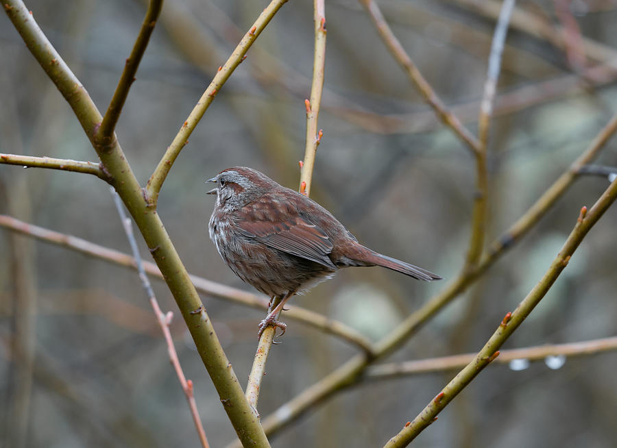 Chirp Photograph by Stephanie Doring - Fine Art America