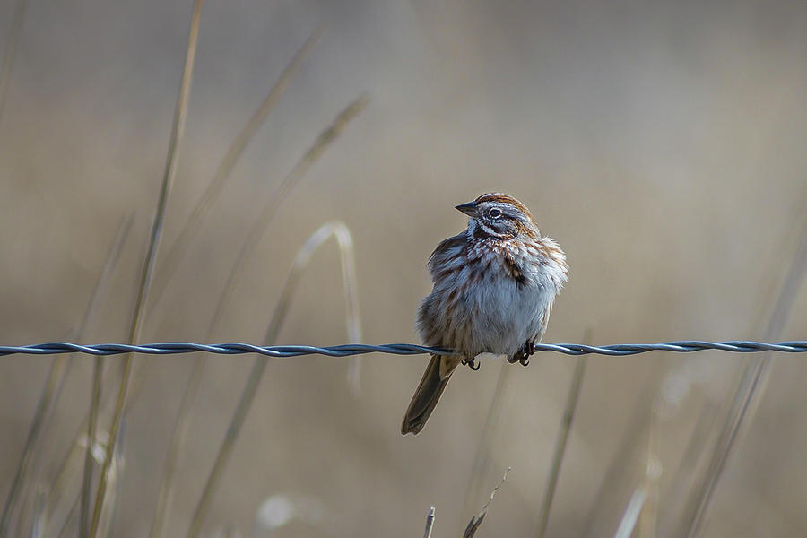 Chirping Sparrow Photograph by Mark Mille