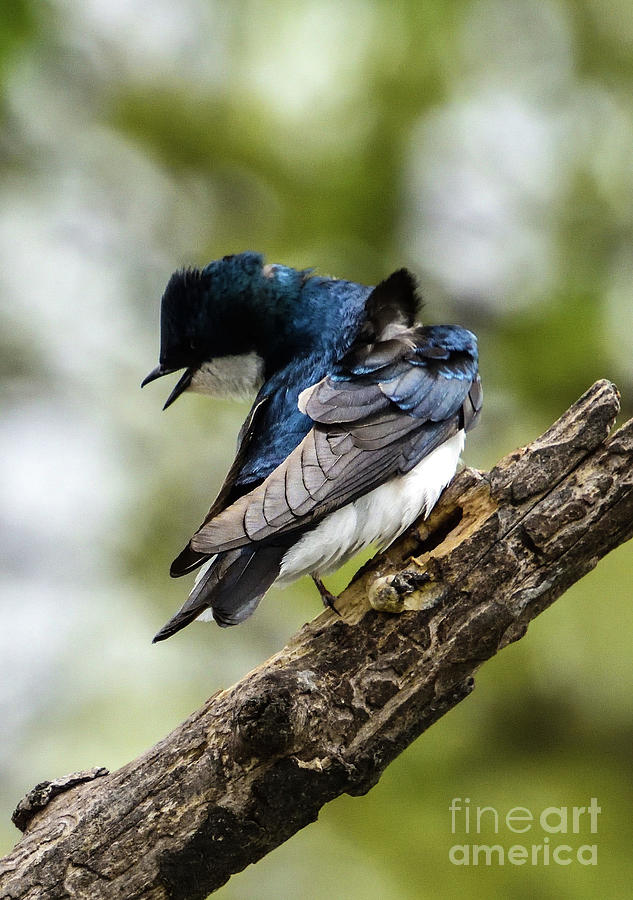 Chirping Tree Swallow Photograph