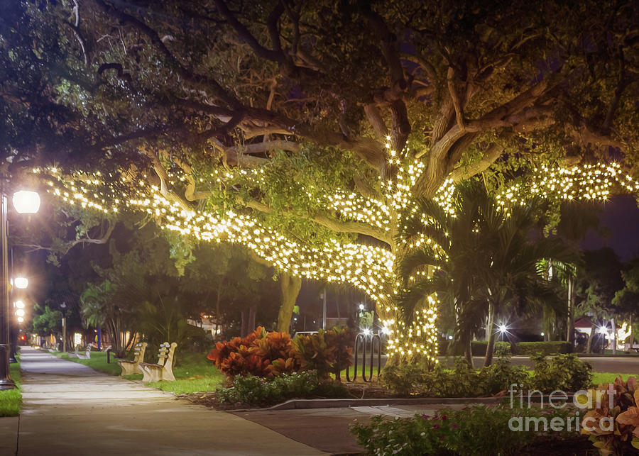 Christmas Lights at Centennial Park in Venice, Florida 2 Photograph by