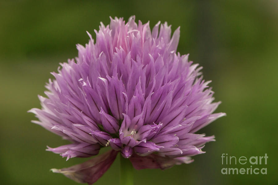 Chive Blossom in Morning Light Photograph by Nancy Gleason