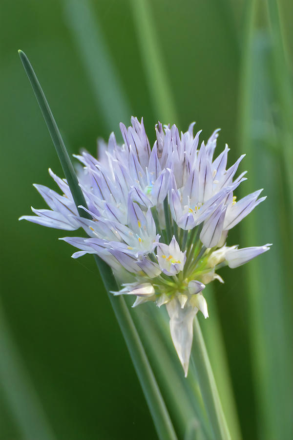 Chive Blossom Photograph by Jerry Griffin