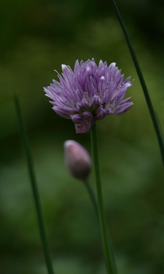 Chive Flower and Bud Photograph by Iina Van Lawick