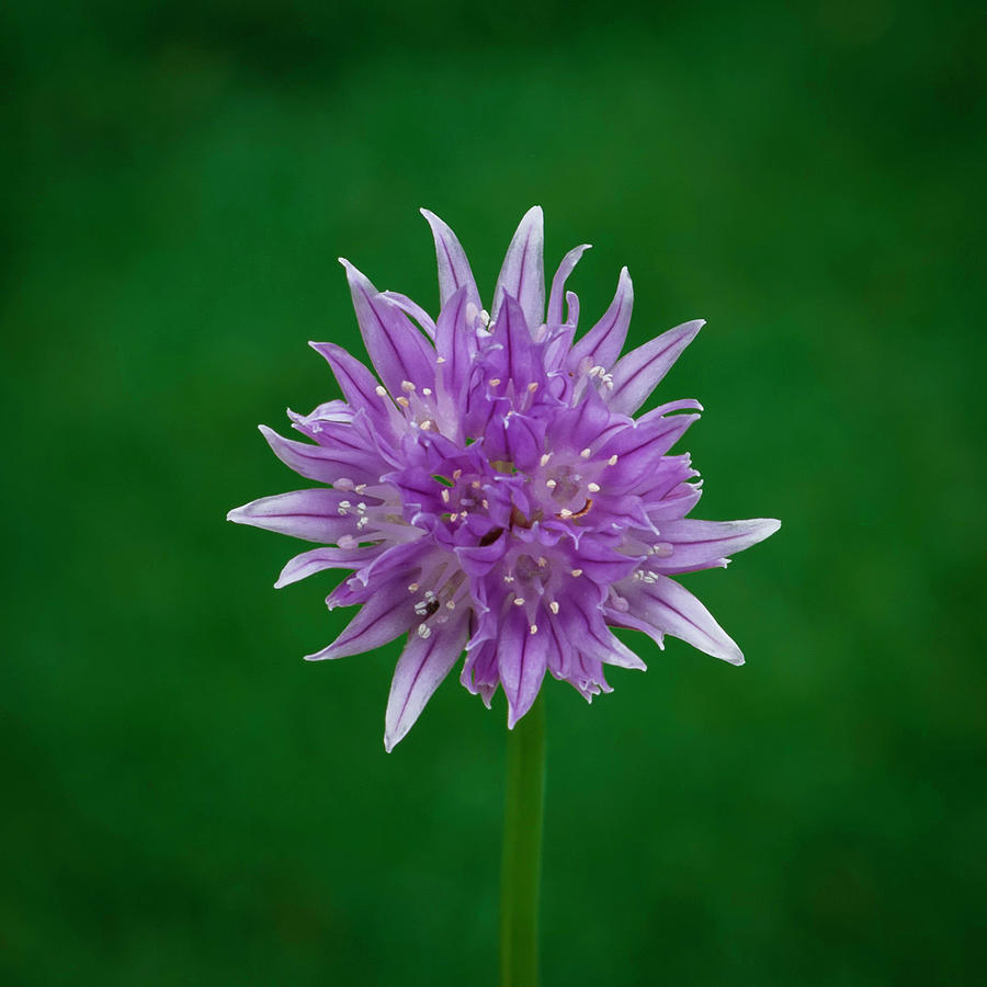 Chive flower Photograph by Kenneth Cole