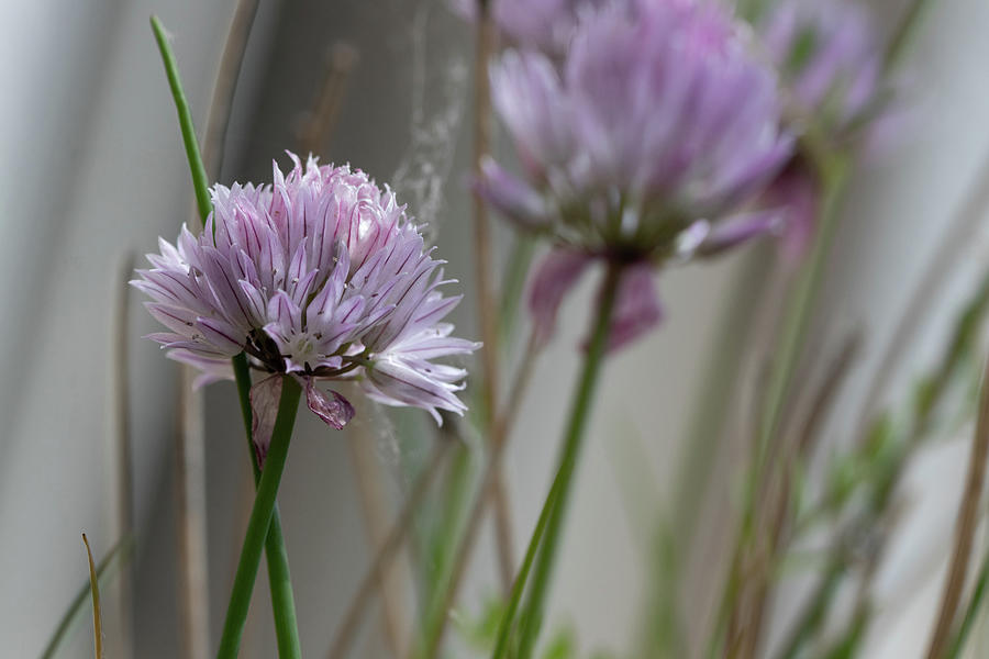 Chive flowers Photograph by Avenue Des Images Chive flowers Photograph by Avenue Des Images