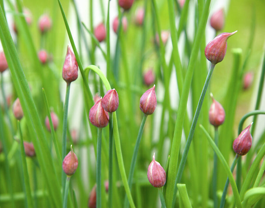 Chive Photograph by Steven David Roberts Chive Photograph by Steven David Roberts