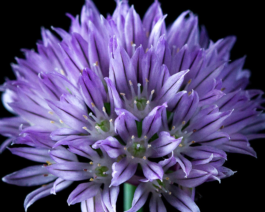 Chives Flower Macro Photograph by Cheryl Day