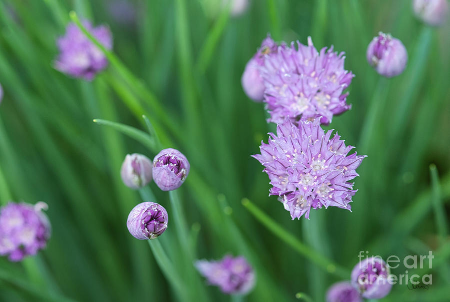 Chives Flowering Photograph by Alana Ranney
