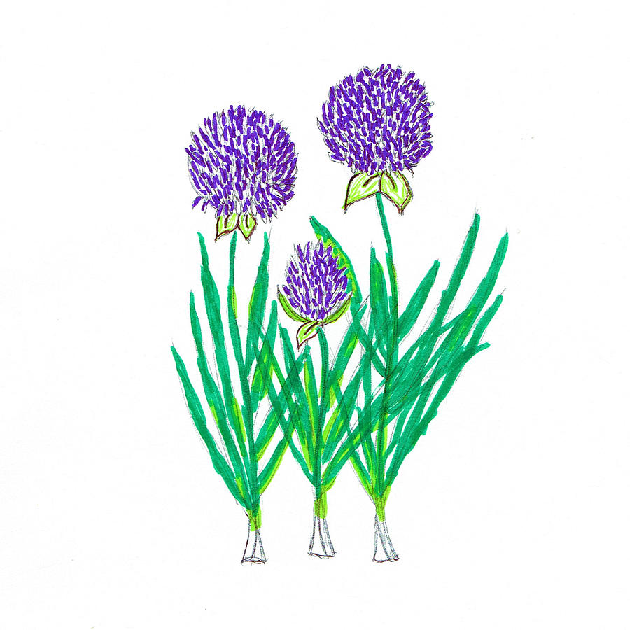 Chives Drawing by Mary Poliquin Policain Creations Fine Art America