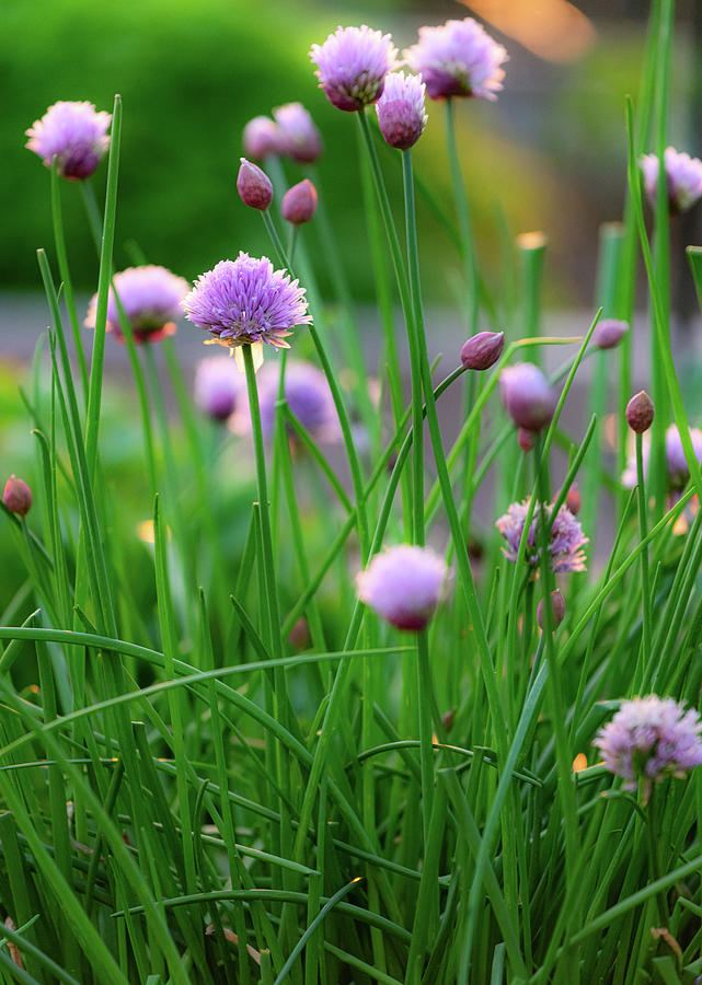Chives Photograph by Stephen Anderson
