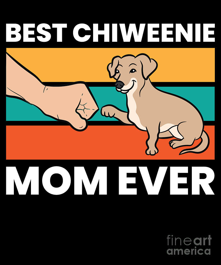 Chiweenie apparel 2024