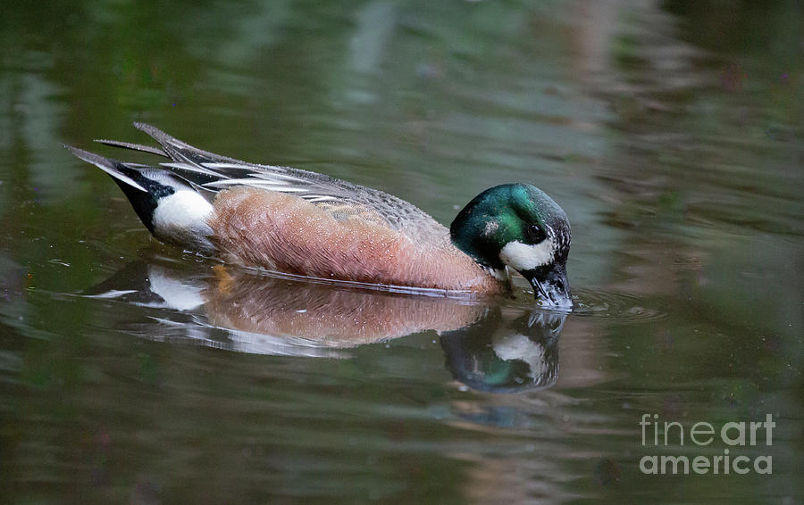 Chiloe Wigeon Swimming Photograph by Eva Lechner