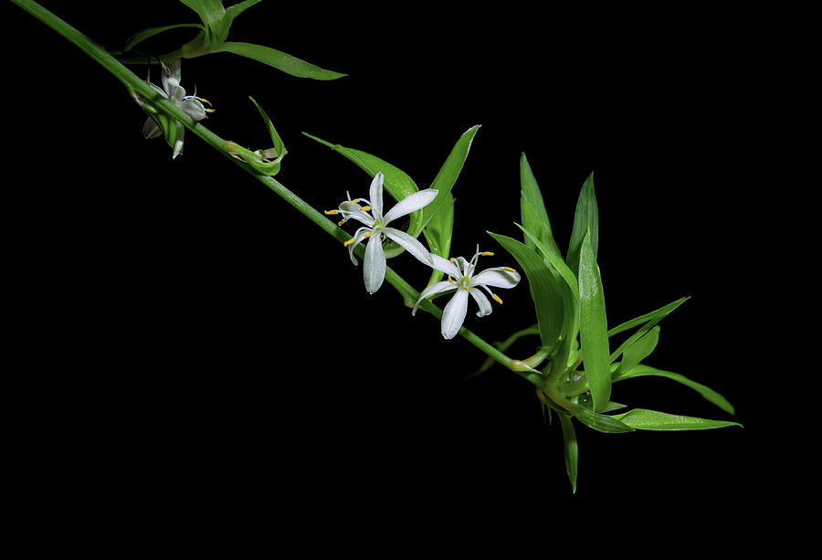 chlorophytum comosum flower