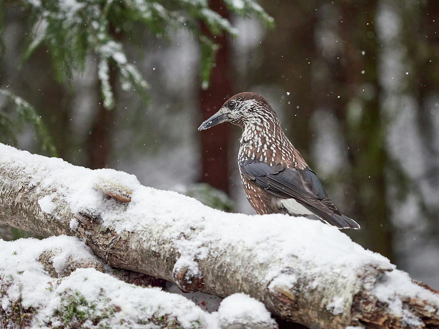 Chocolade brown nuts. Spotted nutcracker Photograph by Jouko Lehto
