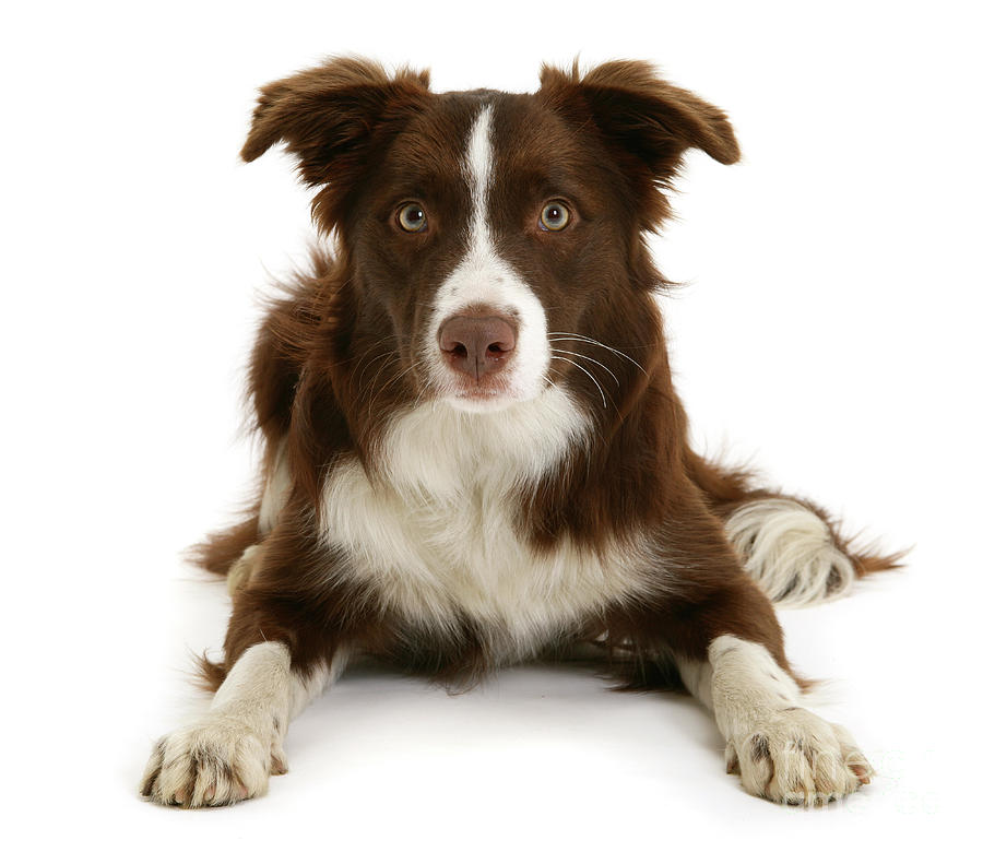 Chocolate Border Collie Photograph by Warren Photographic