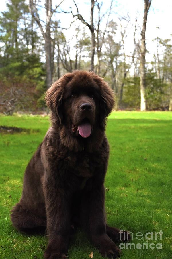 Chocolate on sale newfoundland dog