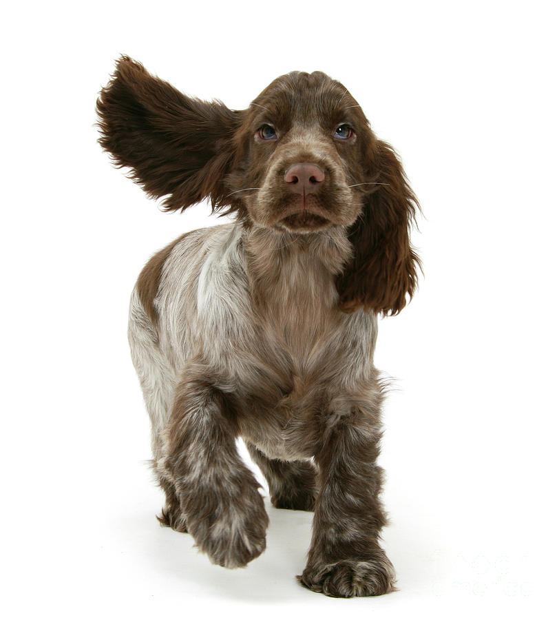 Chocolate Cocker Spaniel pup running up Photograph by Warren Photographic
