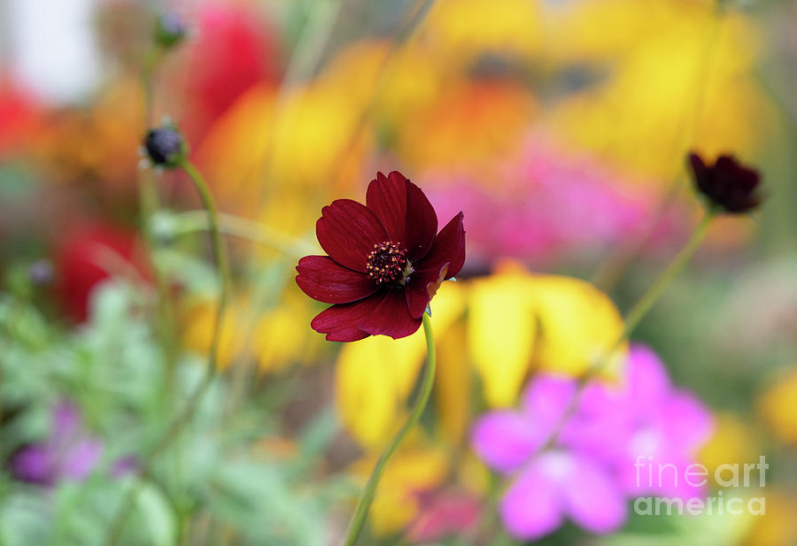 Chocolate Cosmos in Summer Photograph by Tim Gainey Chocolate Cosmos in Summer Photograph by Tim Gainey