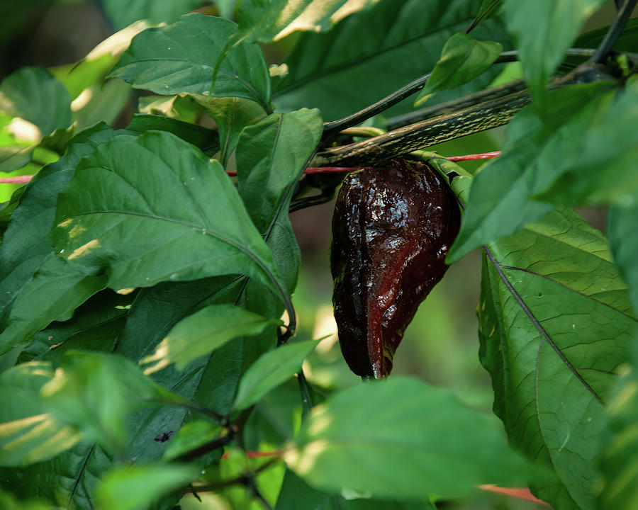 Chocolate Ghost Pepper 02 Photograph by Flees Photos