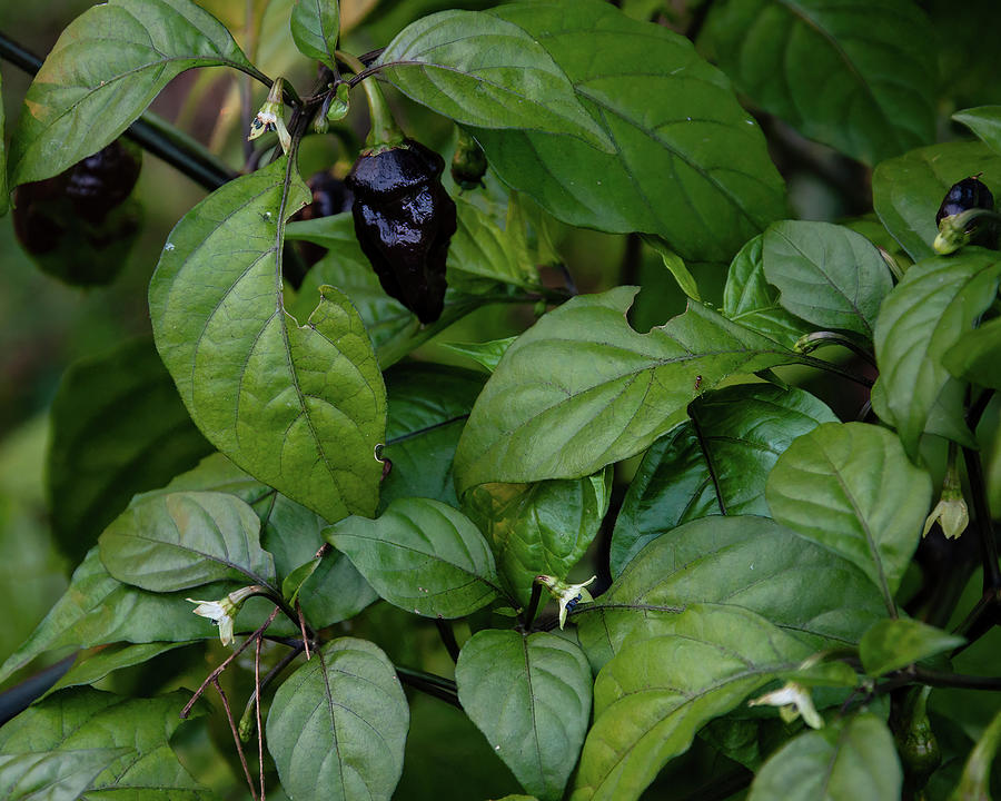 Chocolate Ghost Pepper 03 Photograph by Flees Photos